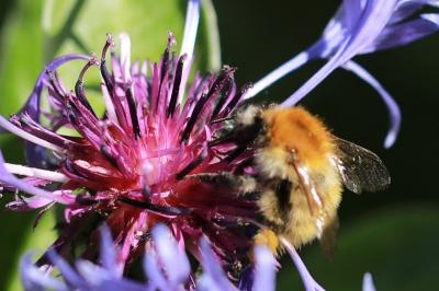 Bourdon des champs