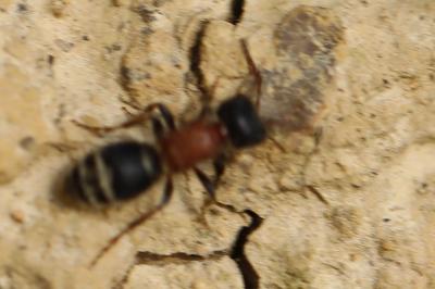 <i>Myrmilla calva</i>