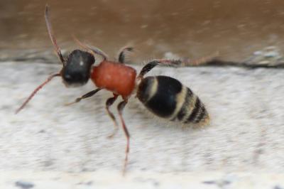 <i>Myrmilla calva</i>
