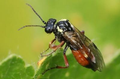 <i>Aglaostigma aucupariae</i>