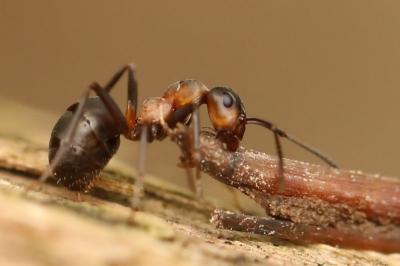 <i>Formica rufa</i>