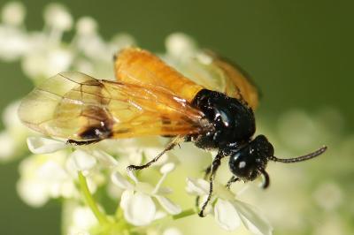 <i>Arge cyanocrocea</i>