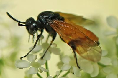<i>Arge cyanocrocea</i>