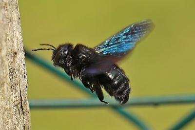 Xylocope violette