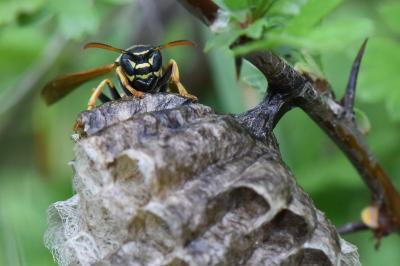 <i>Polistes nimpha</i>