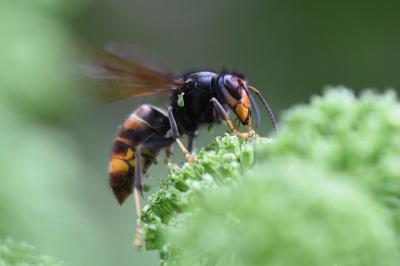 Frelon à pattes jaunes