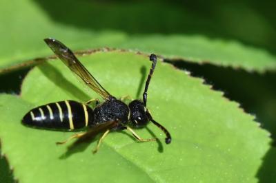 Odynerus à pattes épineuses