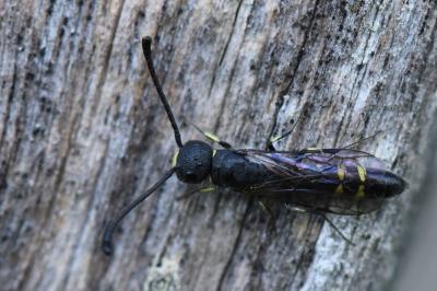 <i>Monosapyga clavicornis</i>