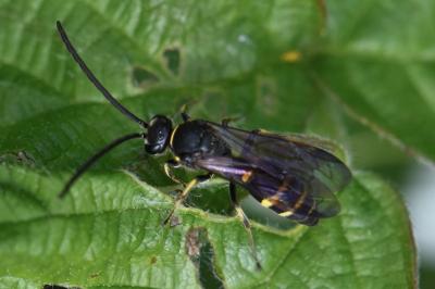 <i>Argogorytes mystaceus</i>