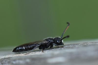 <i>Sapyga quinquepunctata</i>