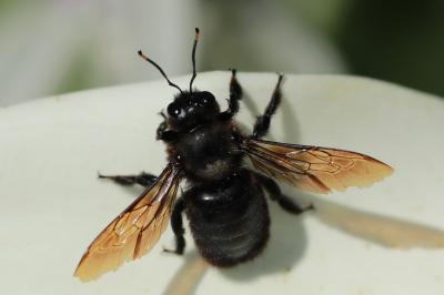 Xylocope violette