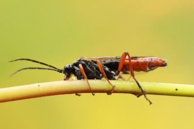 Mouche-à-scie porte-cœur
