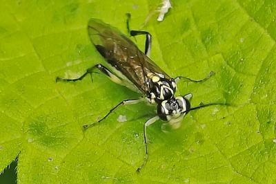 <i>Pachyprotasis</i>