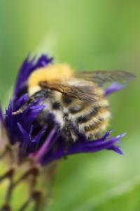Bourdon des champs
