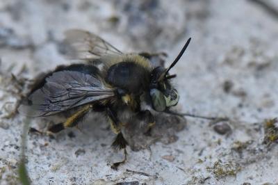 Anthophore obtuse