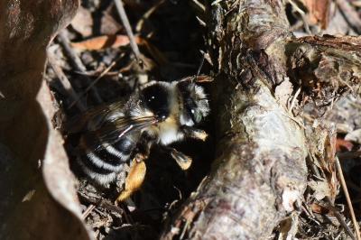 Anthophore obtuse