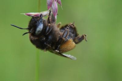Anthophore obtuse