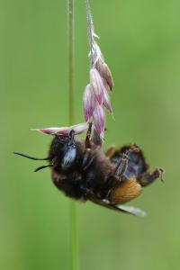 Anthophore obtuse