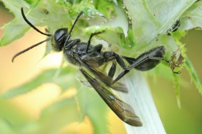 Isodonte mexicaine