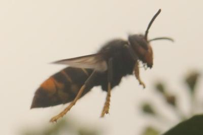 Vespa velutina