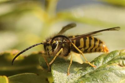 Vespula vulgaris