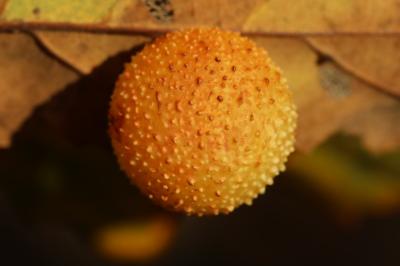 Cynips quercusfolii