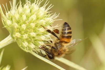 Apis mellifera