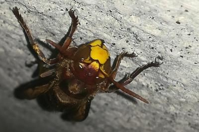 Vespa crabro