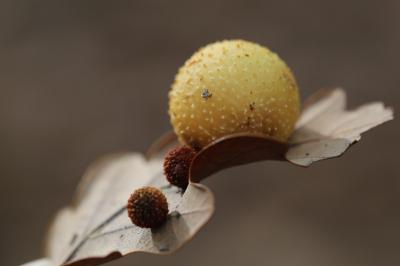 Cynips quercusfolii