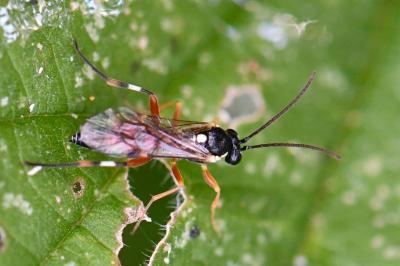 Diplazon laetatorius
