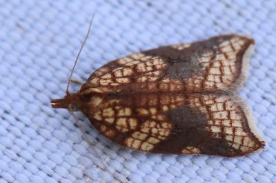Acleris rhombana