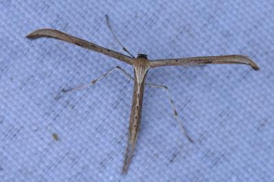Emmelina monodactyla