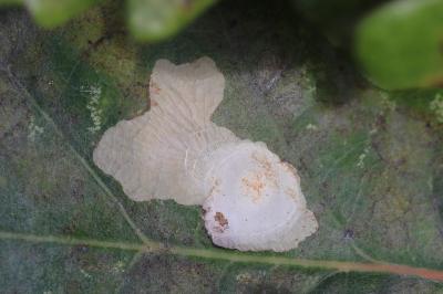 Tischeria ekebladella
