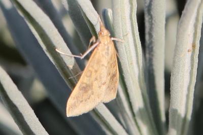 Udea ferrugalis