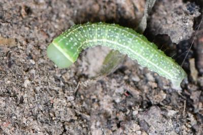 Pseudoips prasinanus