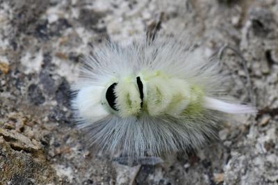 Calliteara pudibunda