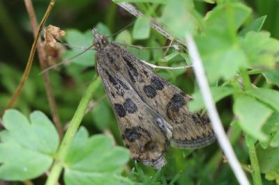 Nomophila noctuella