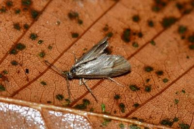 Diurnea lipsiella