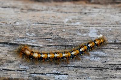 Lasiocampa quercus