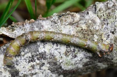 Biston betularia