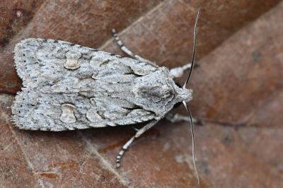 Lithophane ornitopus