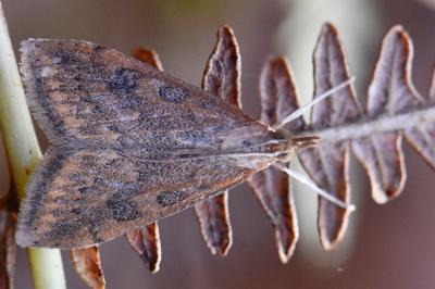 Udea ferrugalis