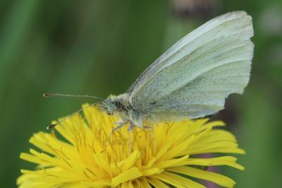 Pieris rapae