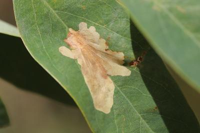 Parectopa robiniella