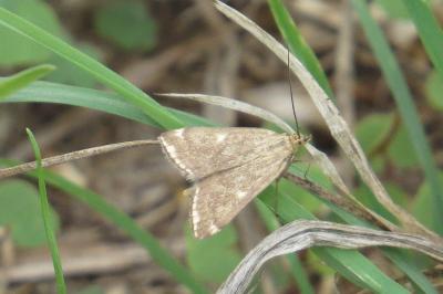 <i>Loxostege sticticalis</i>
