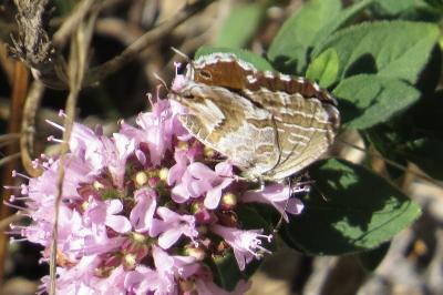 Brun du pélargonium 