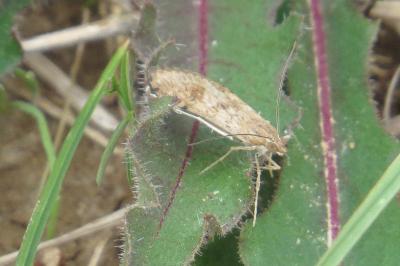<i>Nomophila noctuella</i>