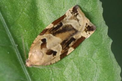 <i>Archips xylosteana</i>
