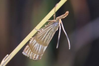 <i>Chrysocrambus linetella</i>