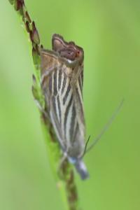 <i>Chrysoteuchia culmella</i>